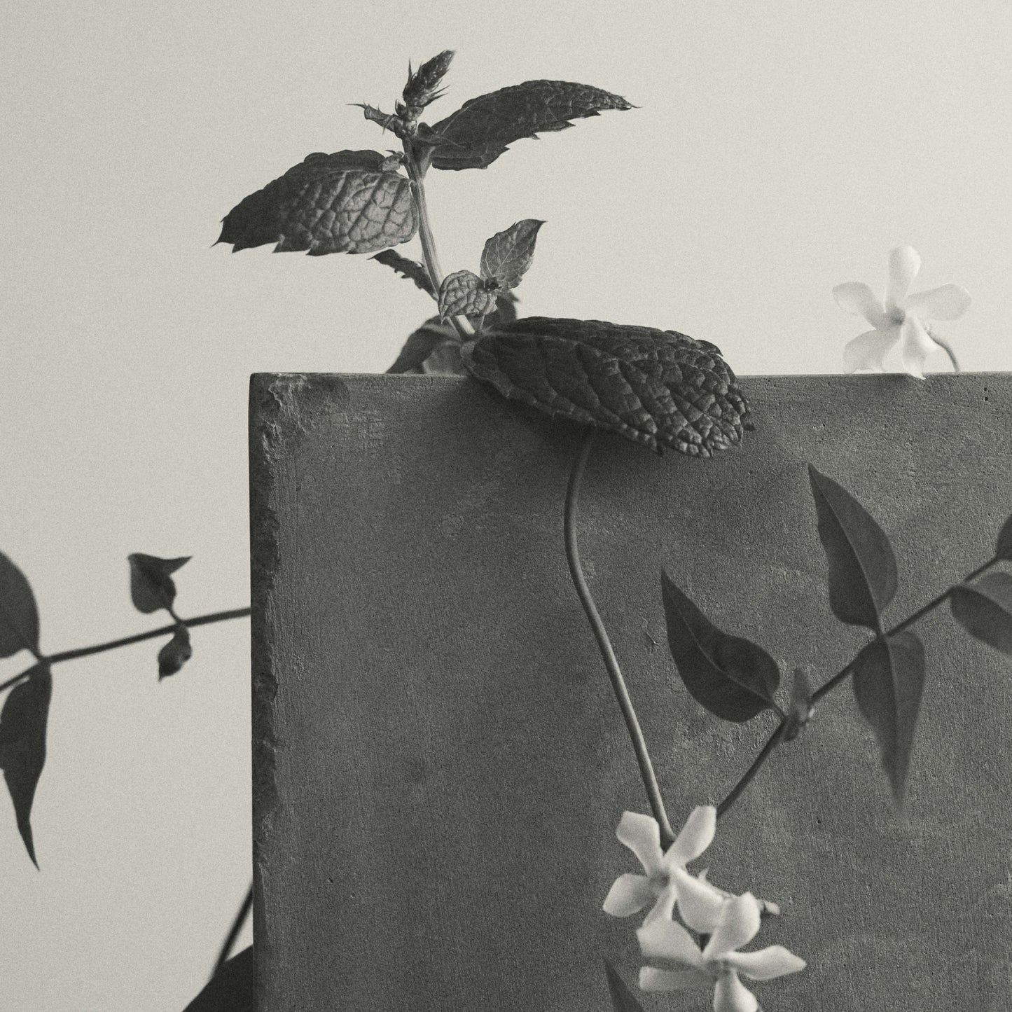 スウィート ディスラプション W.T.