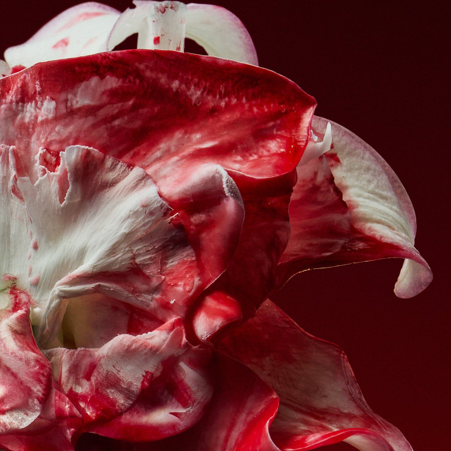 ホーリーベリー